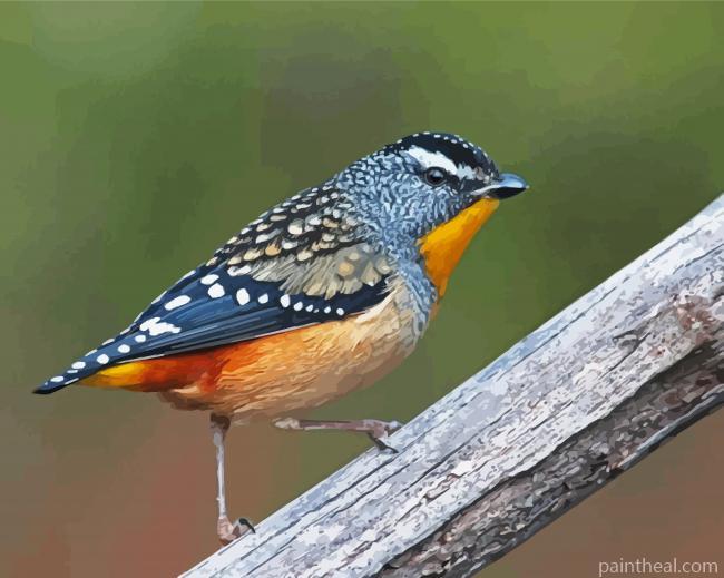 Pardalote Bird Painting By Numbers Kits