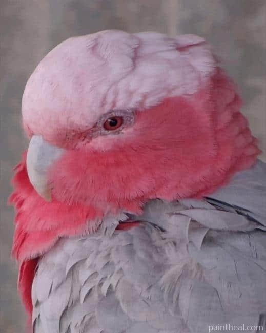 Pink And Grey Cockatoo Painting By Numbers Kits