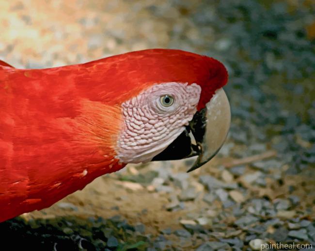 Red And White Parrot Painting By Numbers Kits
