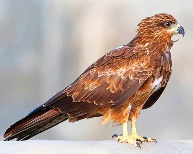 Black kite Bird Painting By Numbers Kits