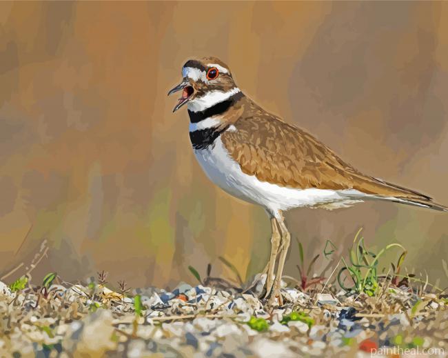 Killdeer Bird Painting By Numbers Kits