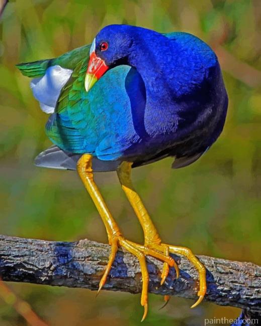 American Purple Gallinule Painting By Numbers Kits