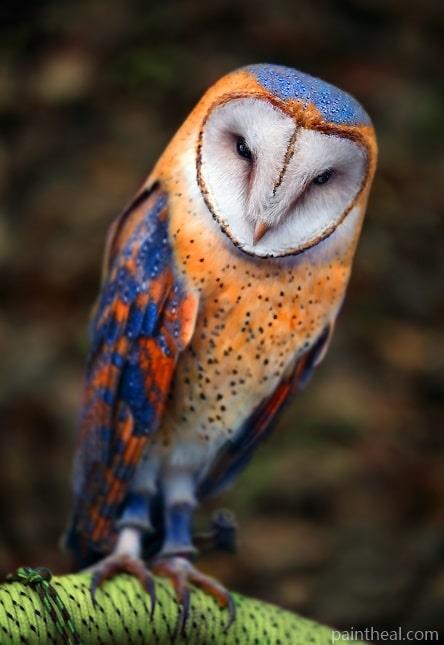 Insomniac Owl Birds Painting By Numbers Kits