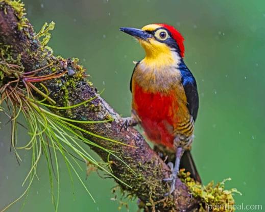 Rufous Backed Kingfisher Painting By Numbers Kits
