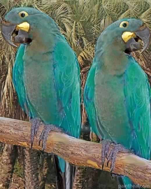Glaucous Macaw Painting By Numbers Kits