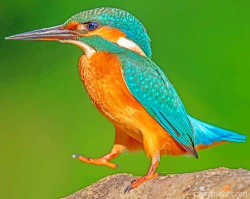 Kingfisher Standing On Rock Painting By Numbers Kits