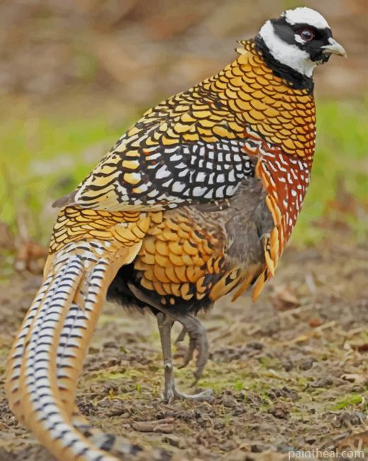 Pheasant Bird Painting By Numbers Kits