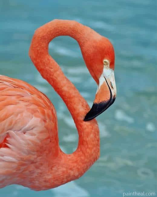 American Flamingo Bird Painting By Numbers Kits