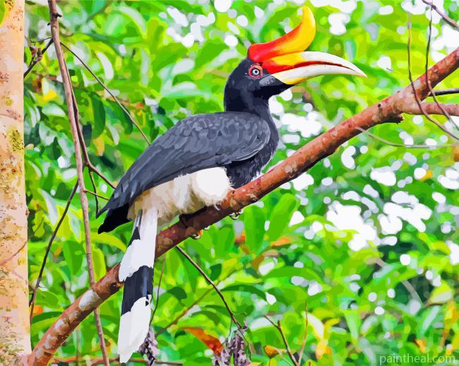 Great Pied Hornbill Bird Painting By Numbers Kits