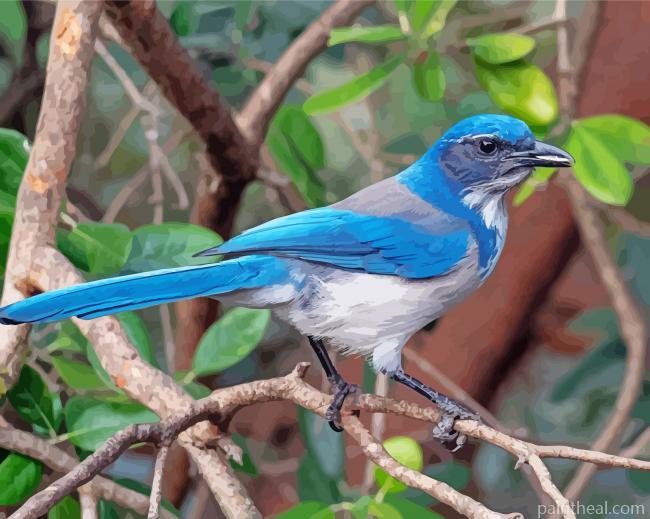 Aphelocoma Bird Painting By Numbers Kits