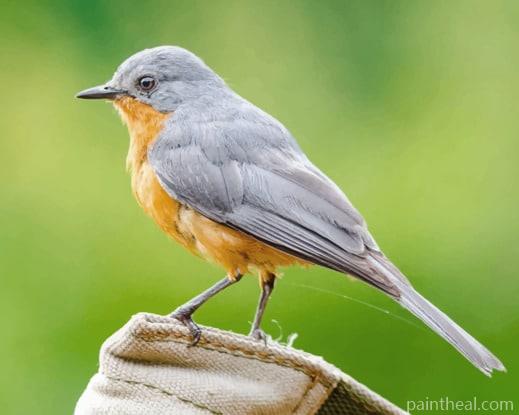 American Robin Bird Painting By Numbers Kits