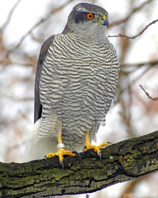 Northern Goshawk Painting By Numbers Kits