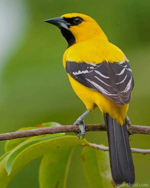 Yellow Oriole NEW Painting By Numbers Kits