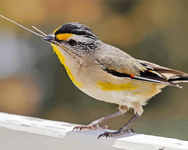 Close Up Pardalote Bird Painting By Numbers Kits