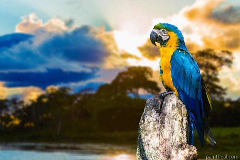 Single Parrot Birds Painting By Numbers Kits