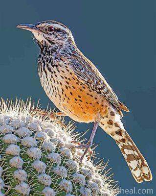 Cactus Wren Painting By Numbers Kits