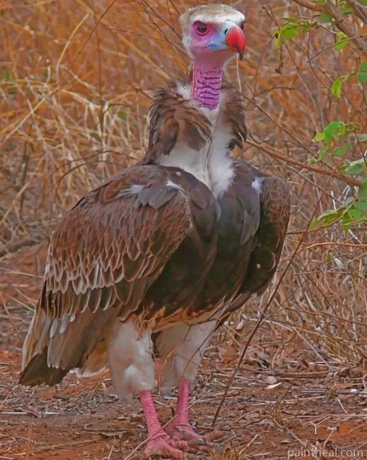 White Headed Vulture Painting By Numbers Kits