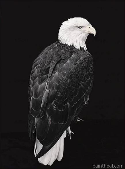 Black and White Eagle Birds Painting By Numbers Kits