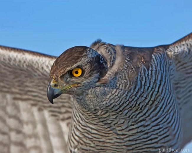 Saker Falcon Painting By Numbers Kits