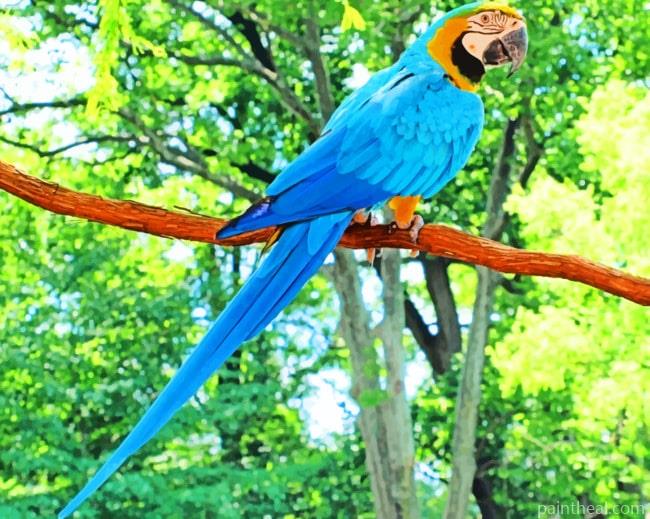 Blue Macaw Parrot Species Painting By Numbers Kits