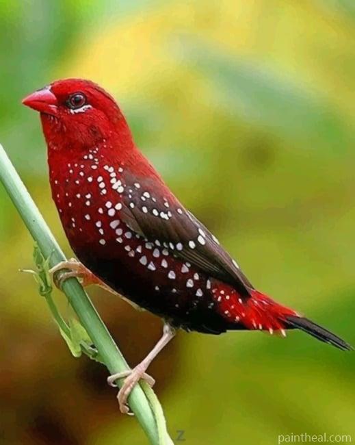 Red Avadavat Painting By Numbers Kits