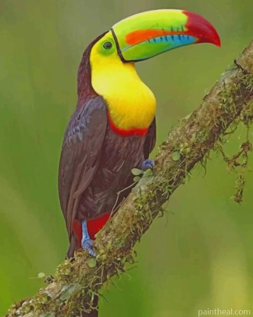 Tropical Toucan Bird Painting By Numbers Kits