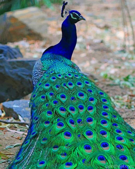 Blue Peacock Painting By Numbers Kits