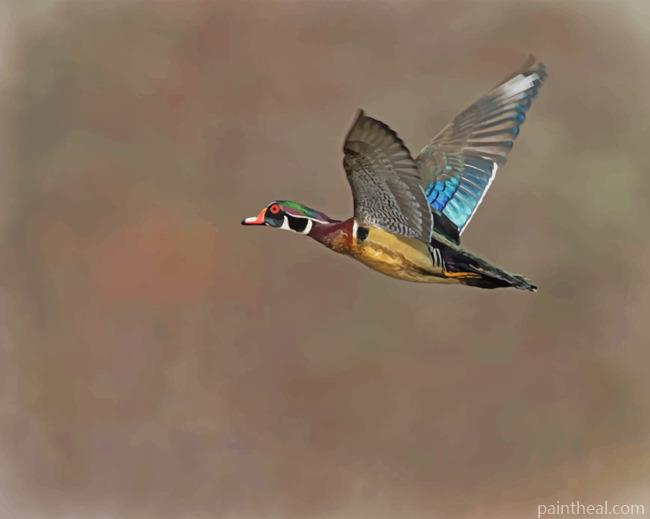 Flying Duck Painting By Numbers Kits