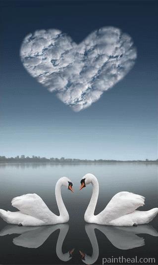 Swans Love Painting By Numbers Kits