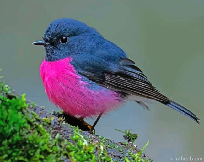 Male Pink Robin Bird Painting By Numbers Kits