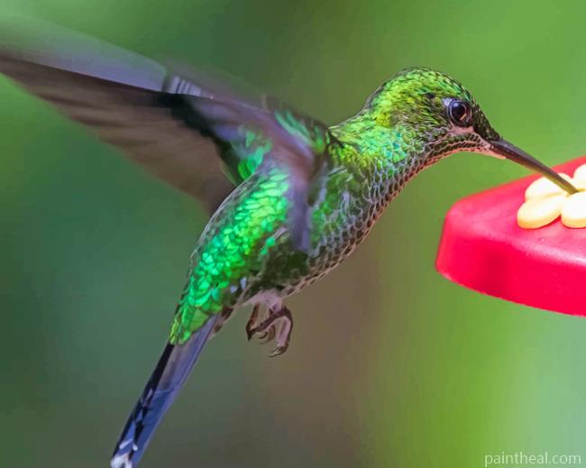Green Hummingbird Flying Painting By Numbers Kits