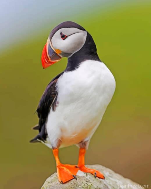 Atlantic Puffin Painting By Numbers Kits