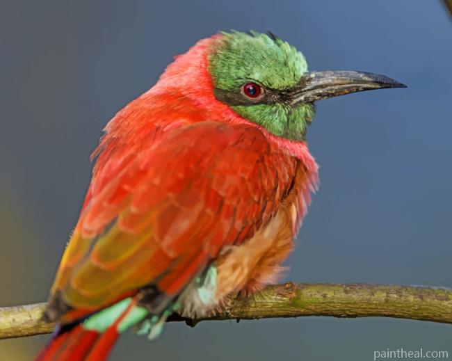 Perched Bee Eater Bird Painting By Numbers Kits