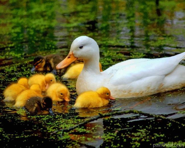 Baby Ducklings With Mother Painting By Numbers Kits