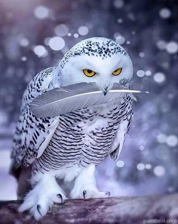 Snowy Owl Painting By Numbers Kits