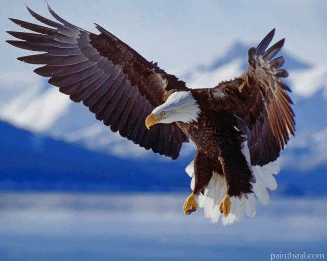 Bald Eagle Flying Painting By Numbers Kits