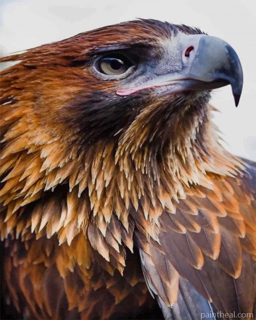 Eagle Portrait Painting By Numbers Kits