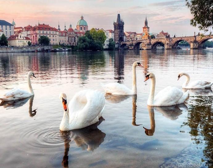 White Swans In Prague Painting By Numbers Kits