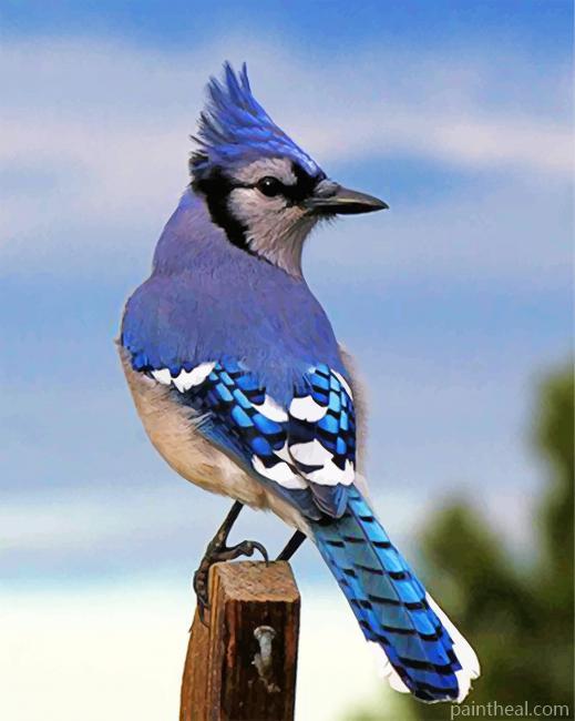 Blue Jay Bird Painting By Numbers Kits