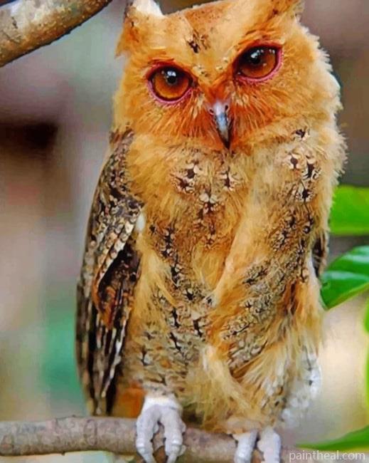 Philippine Scops Owl Painting By Numbers Kits
