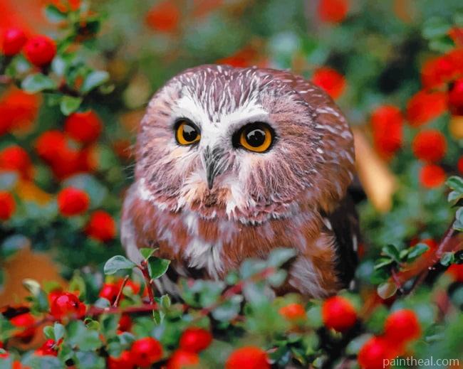 Owl In Garden Painting By Numbers Kits
