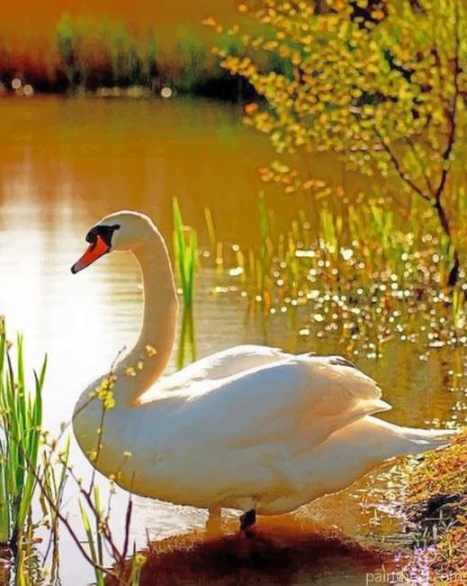 Swan In A Lake Painting By Numbers Kits