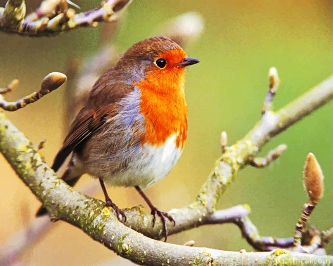 Aesthetic Robin Bird Painting By Numbers Kits