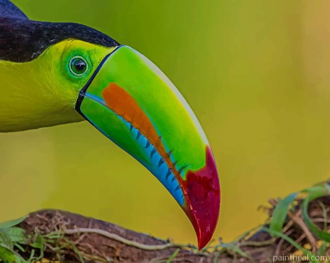 Green Yellow And Red Toucan Bird Painting By Numbers Kits