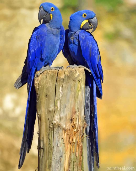 Hyacinth Macaws Painting By Numbers Kits