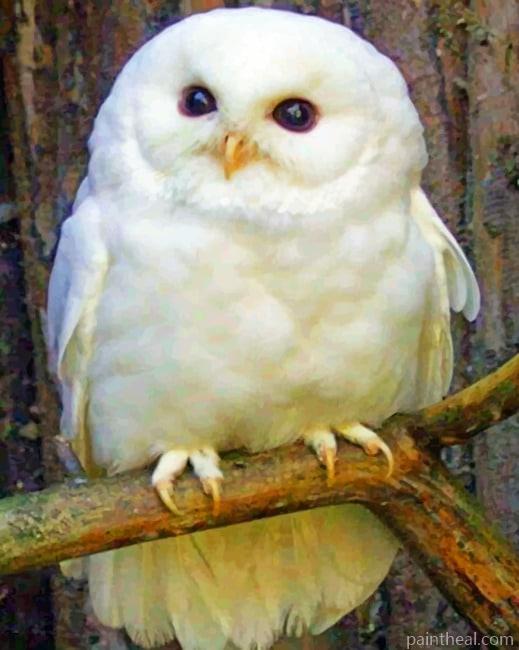 Baby Snowy Owl Painting By Numbers Kits