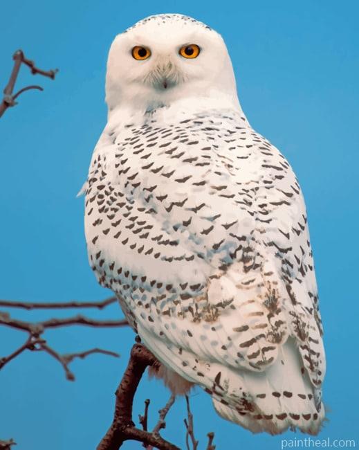 Snowy Owl Maine Painting By Numbers Kits