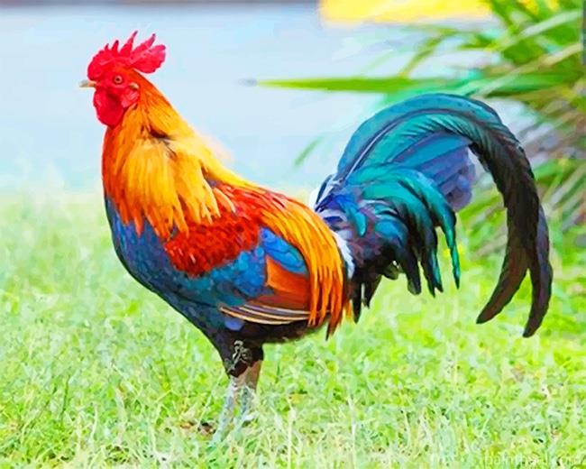 Kauai Chicken Painting By Numbers Kits