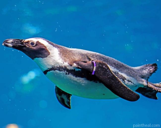 Penguin In Wroclaw Zoo Painting By Numbers Kits