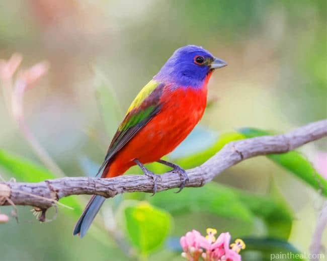 Colorful Cardinal Bird Painting By Numbers Kits
